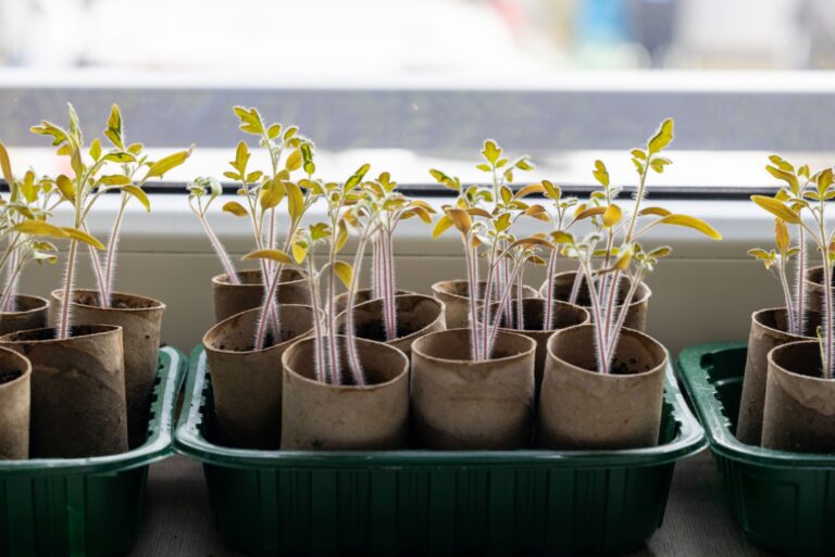 toilet paper roll seedlings
