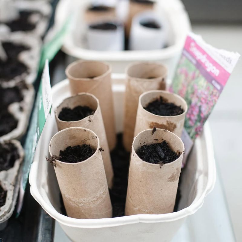 Why Toilet Paper Rolls Work So Well For Seed Starting