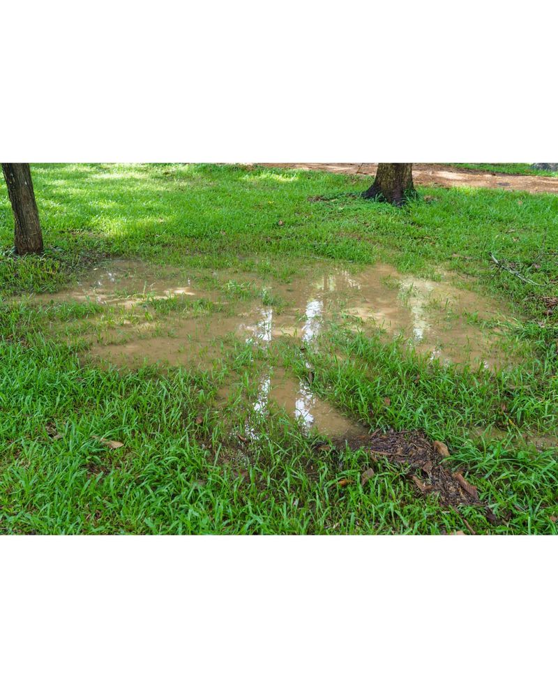 Standing Water Pools That Never Seem To Drain