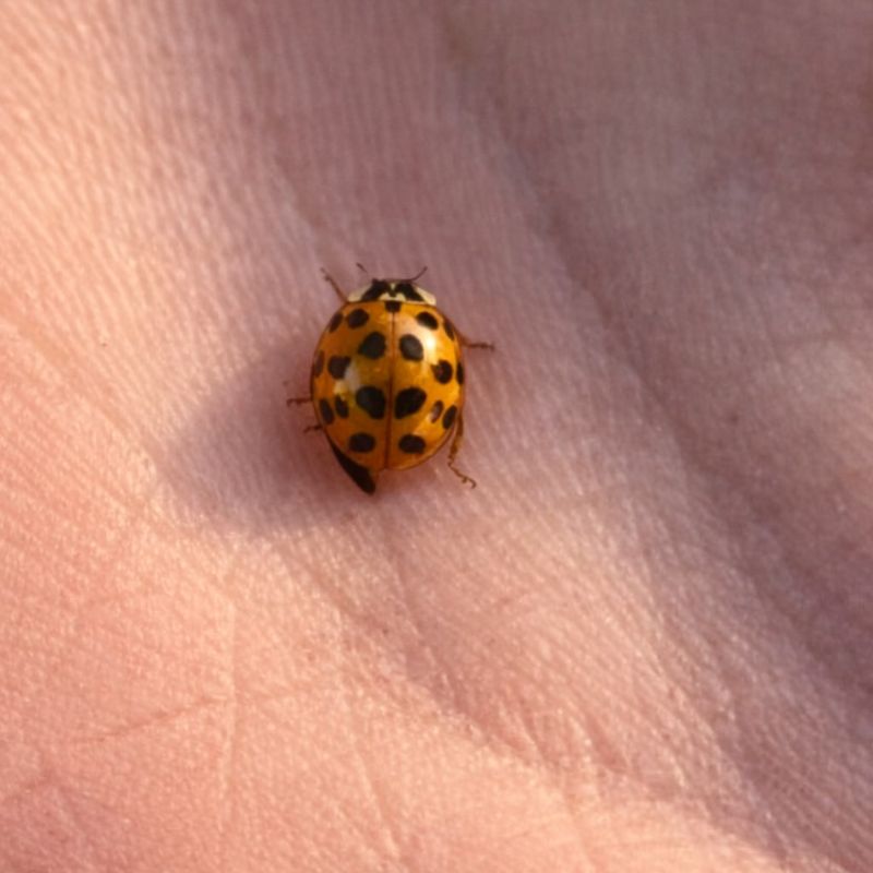 Lady Beetles (Ladybugs) That Control Aphids Naturally