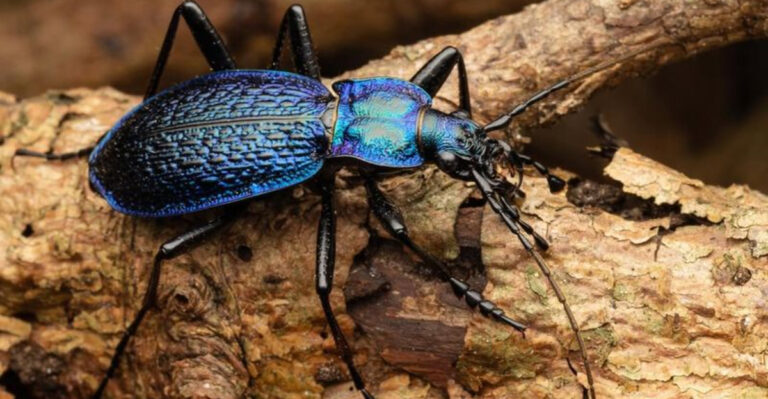 beneficial garden insect