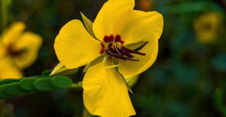 partridge pea (Chamaecrista fasciculata)