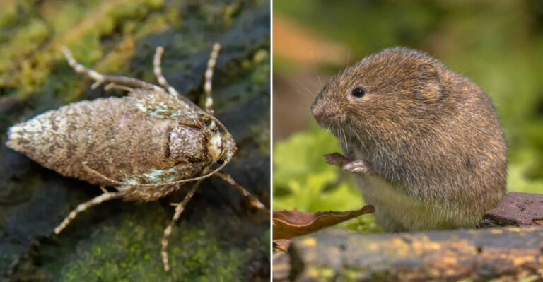 bug and vole