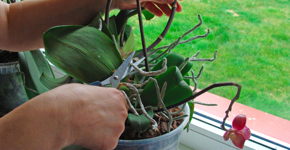 pruning orchids