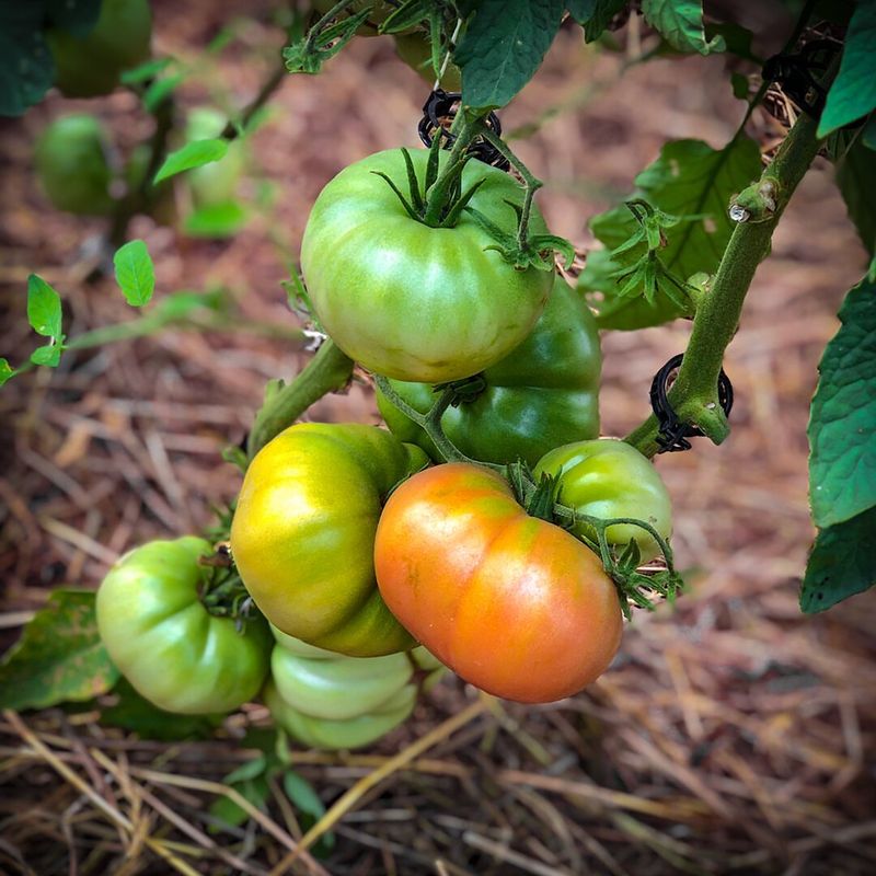 Minnesota's Short Growing Season Makes Light Efficiency Critical