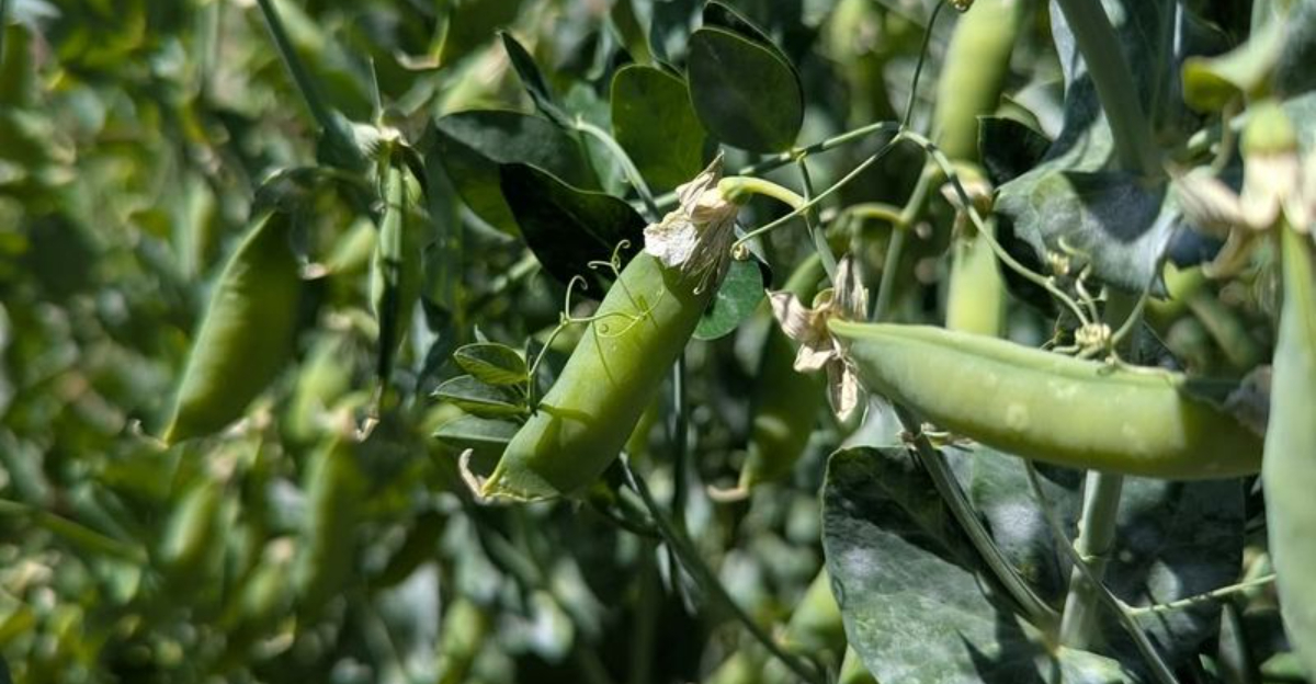 pea plants