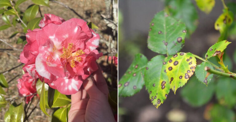 fungal disease in plants