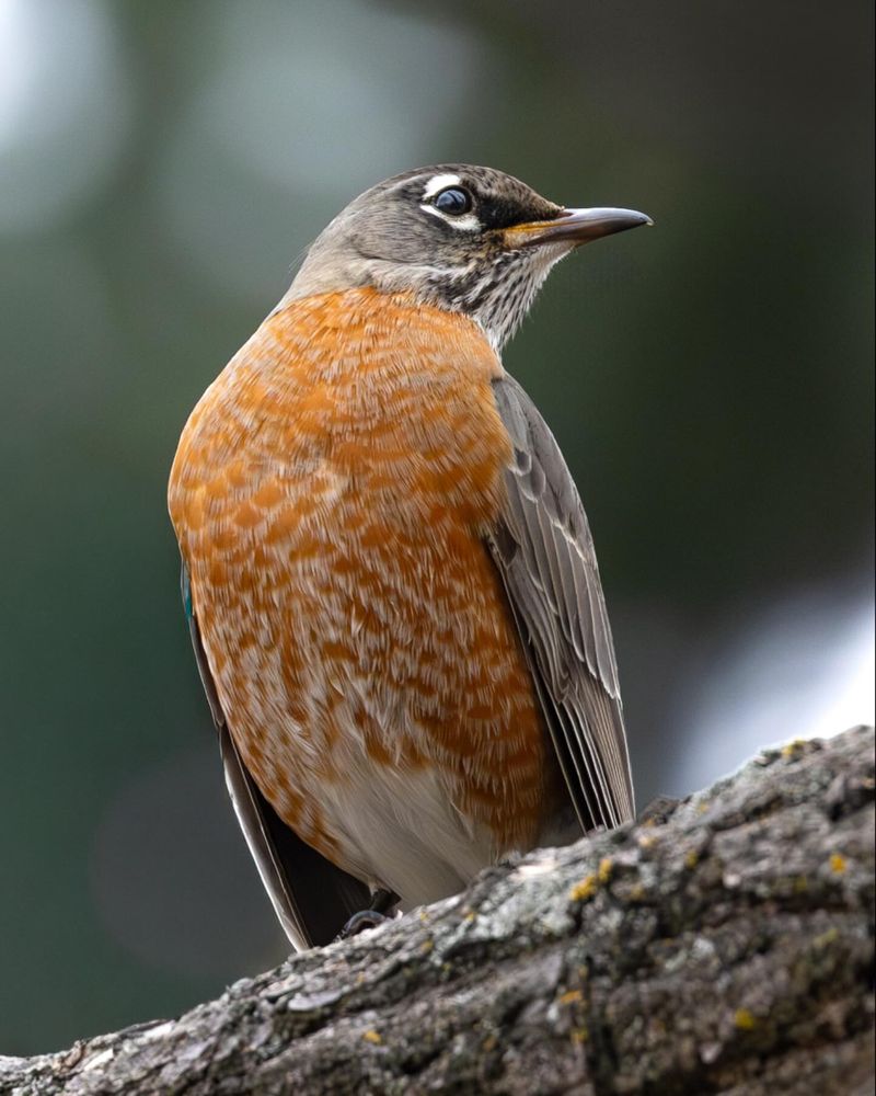 American Robin