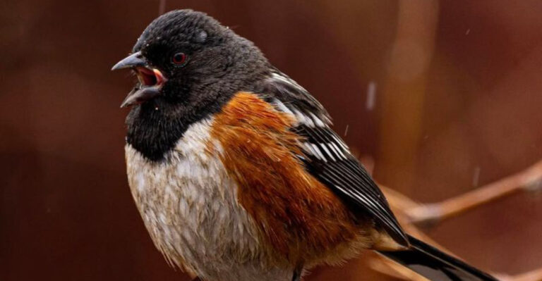 towhee bird