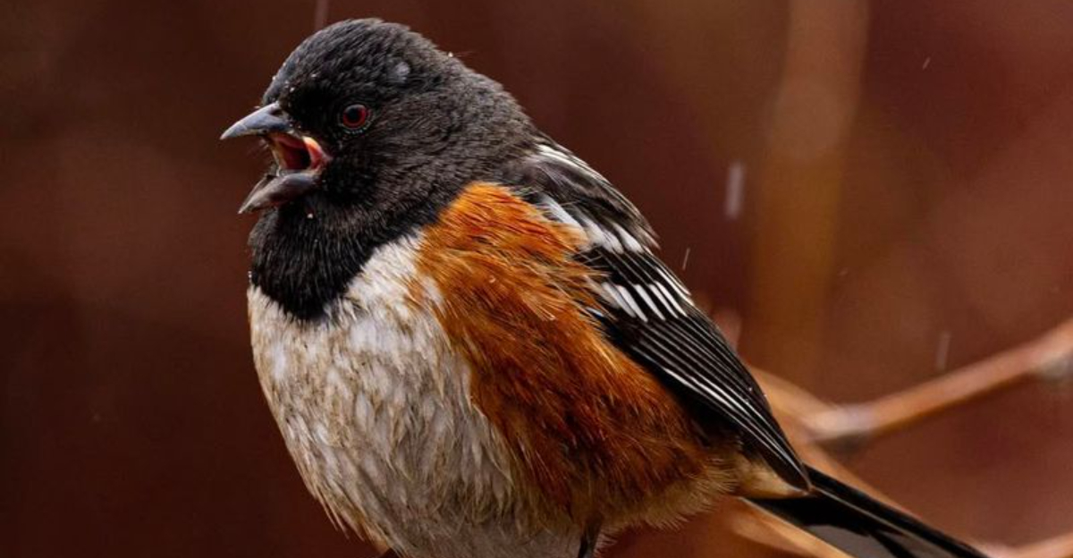 towhee bird