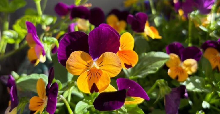 violas
