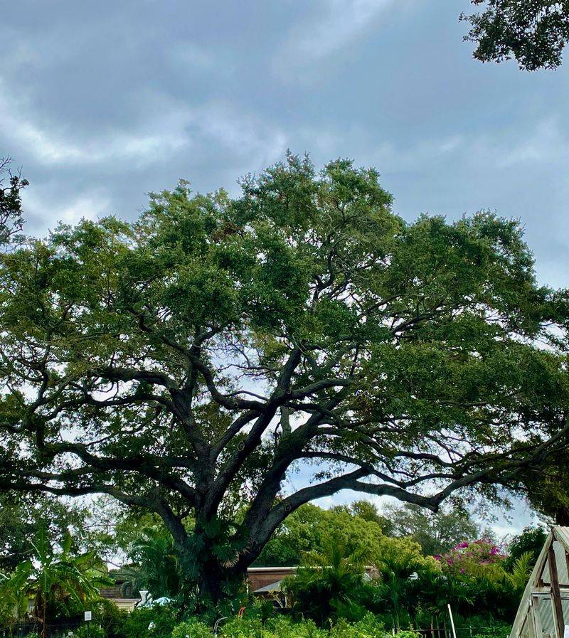 Live Oak Creates Massive Shade That Lasts Generations