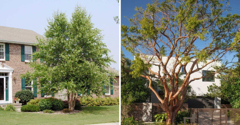 river birch and gumbo limbo tree