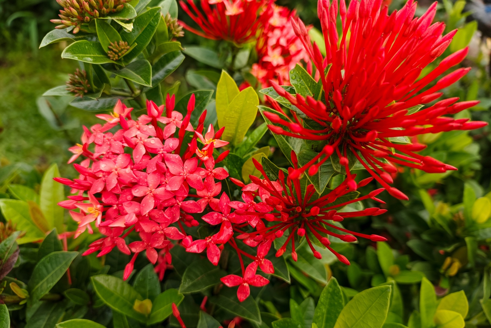 These 9 Florida Plants Will Bloom Better If You Prune Them In January