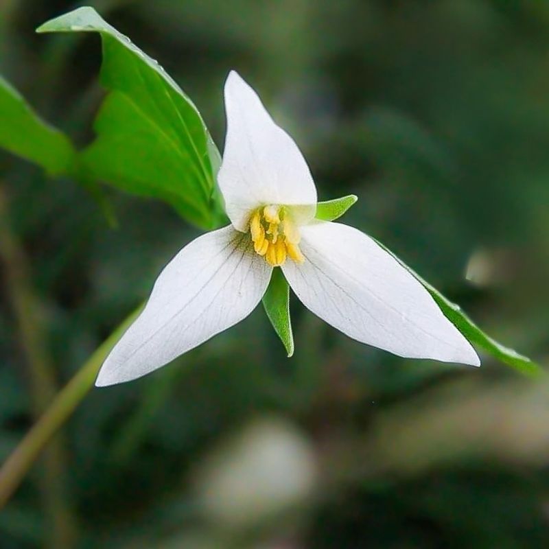 Western Trillium (Trillium ovatum)