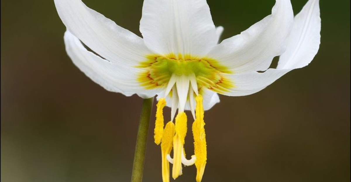 Giant White Fawn-Lily