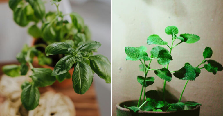 mint and oregano herb in a pot indoors