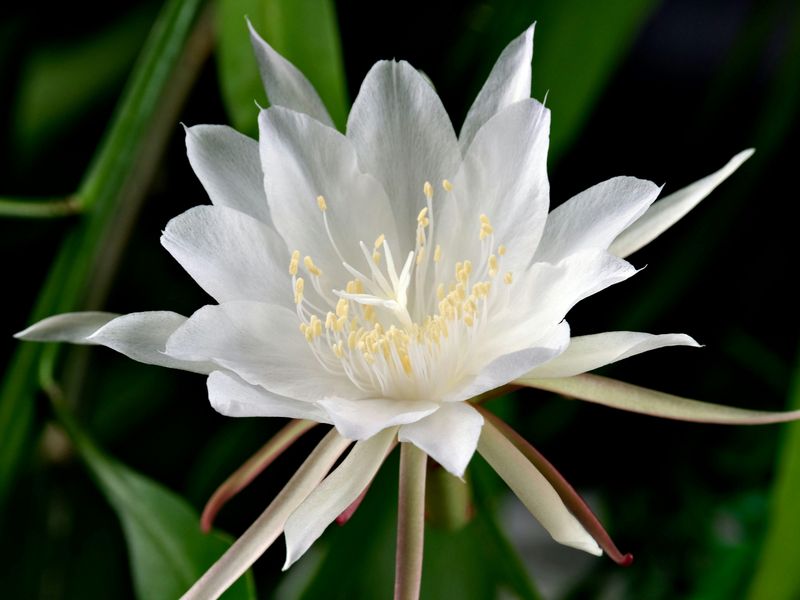 Night-Blooming Cereus (Epiphyllum oxypetalum)