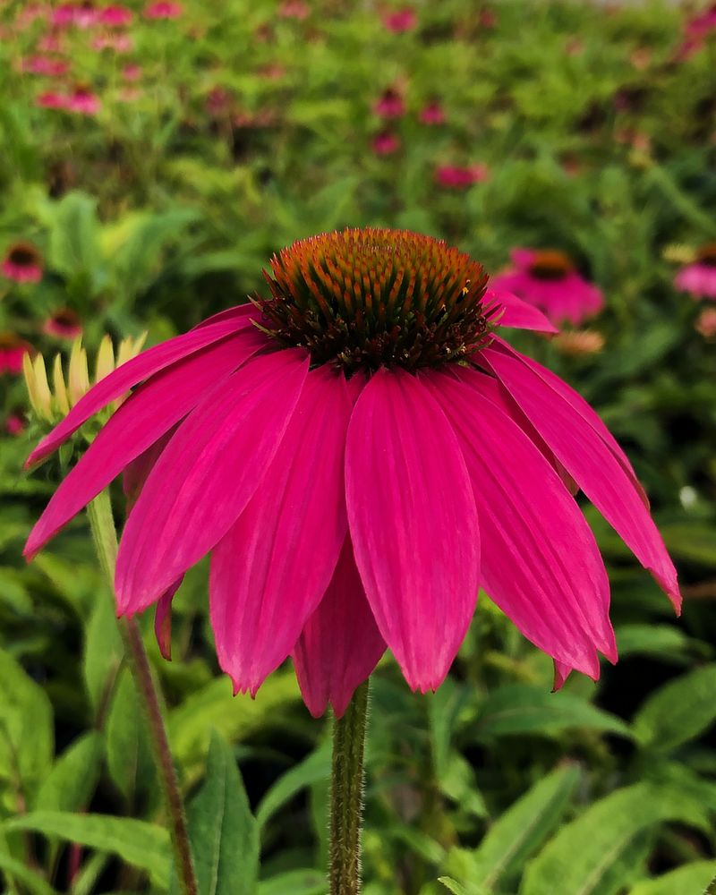 Coneflower (Echinacea)
