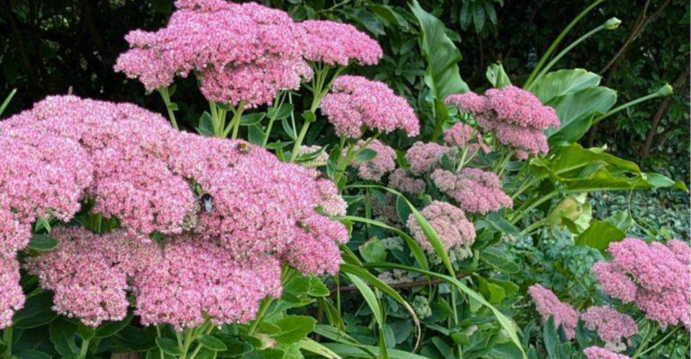 pink perennials