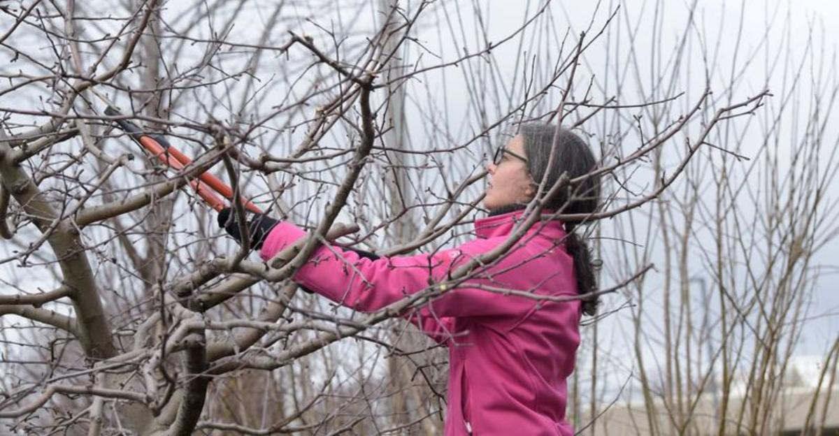 woman pruning tree in winter