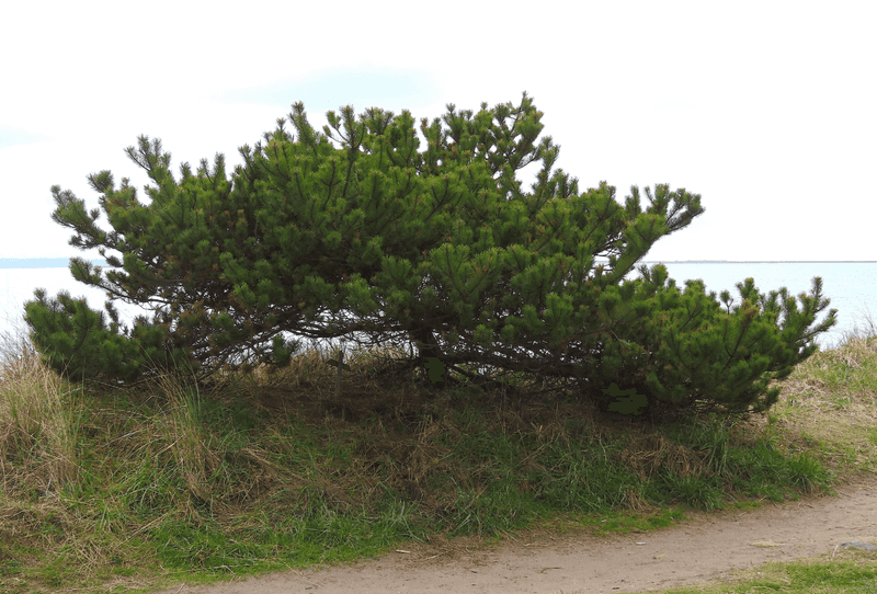 Shore Pine (Pinus contorta var. contorta)