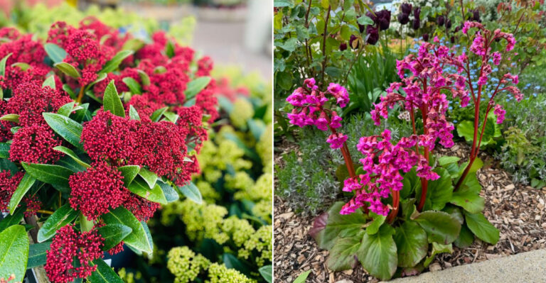 skimmia and bergenia flower
