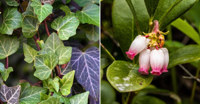 enhglish ivy and kinnikinnick