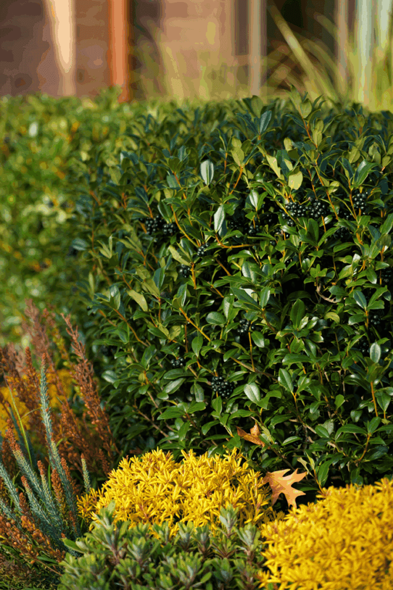 Boxwood Shrubs