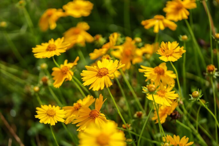 Coreopsis grandiflora