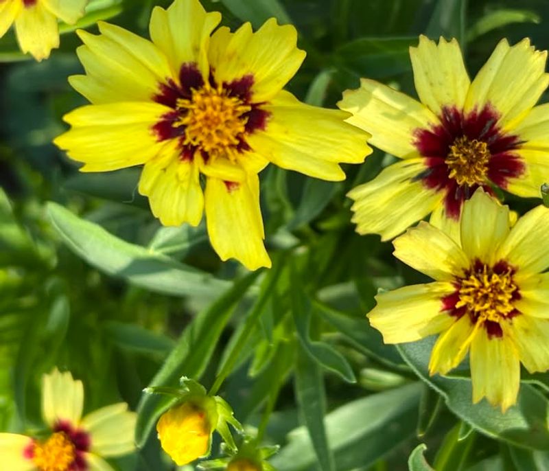 Coreopsis grandiflora