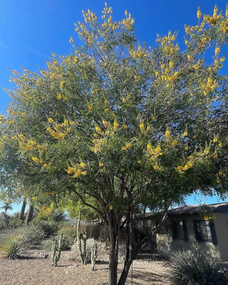 Desert Museum Palo Verde