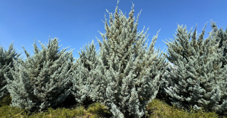 trees (featured image)