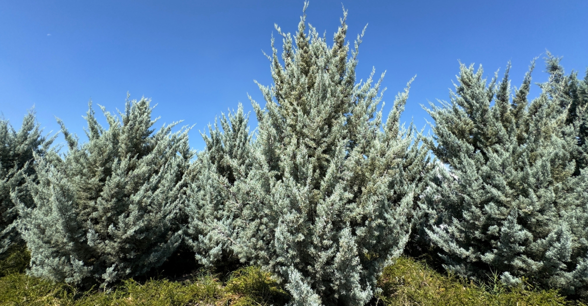 trees (featured image)