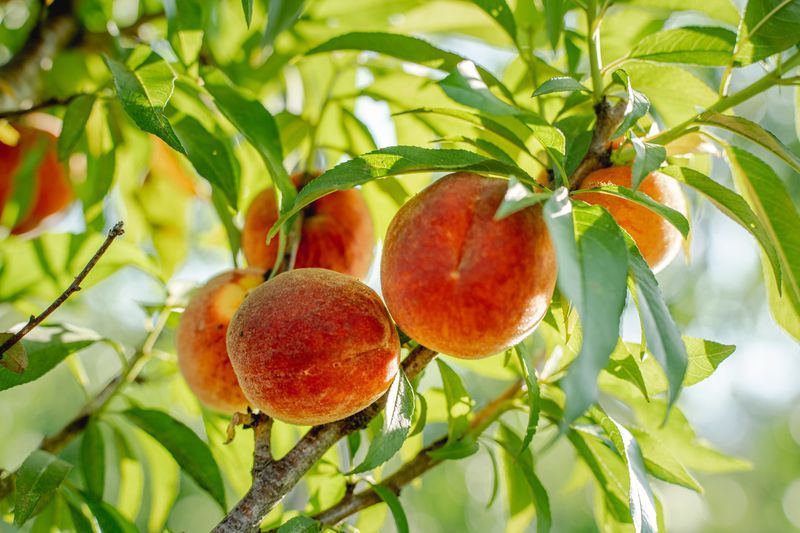 Choose Low-To-Medium Chill Peach Varieties