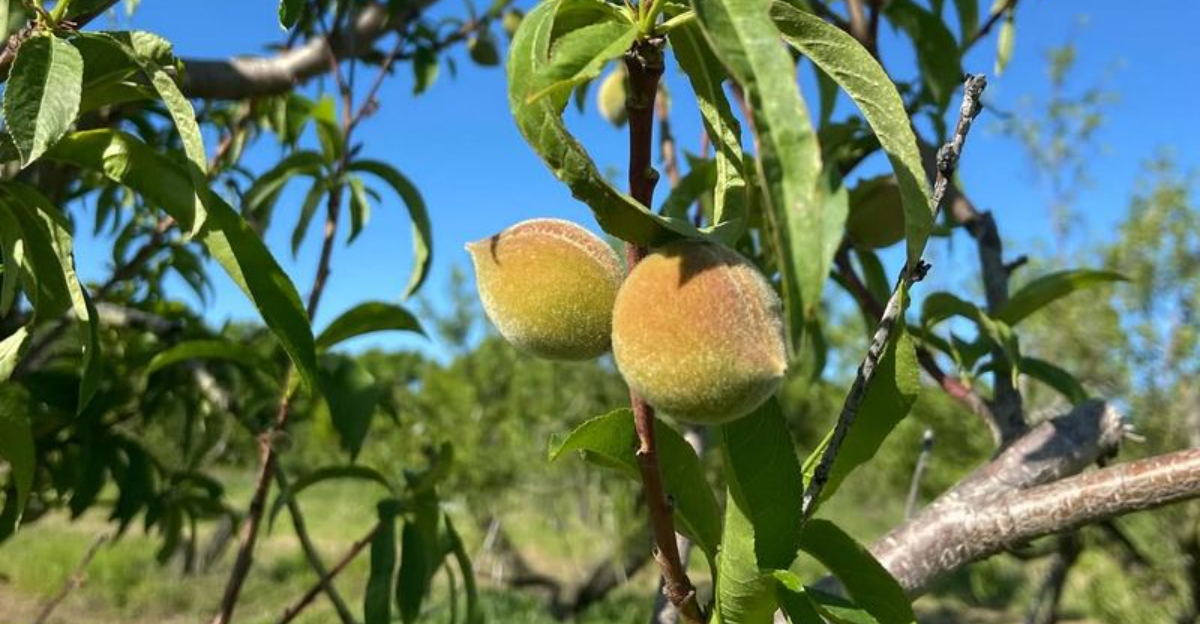 peach tree