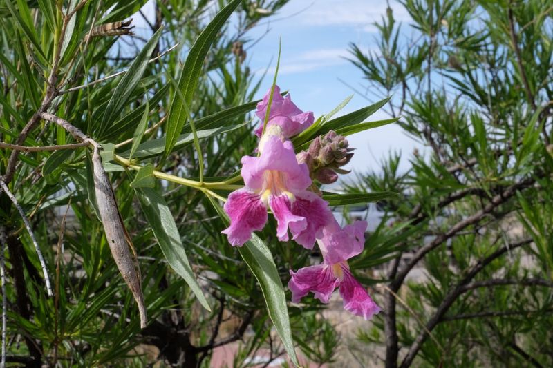 Desert Willow