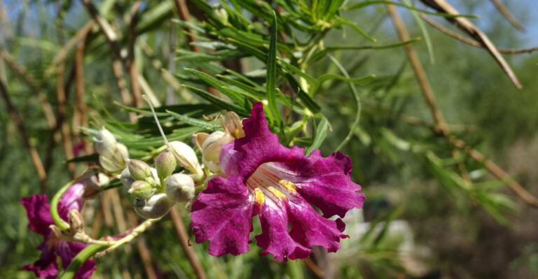 tree (featured image)