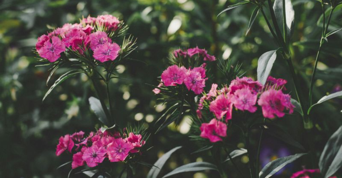 dianthus