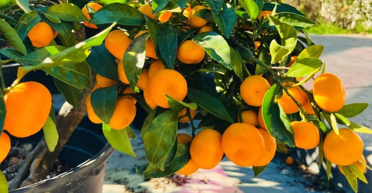 dwarf orange tree in pot