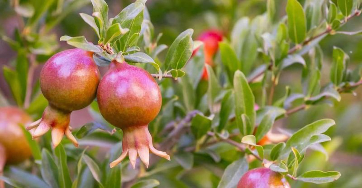 Dwarf Pomegranate