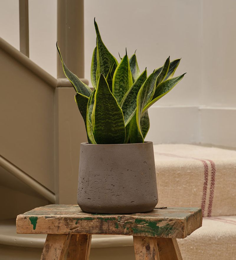 Snake Plant (Sansevieria)