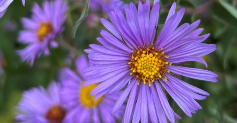 New England Aster