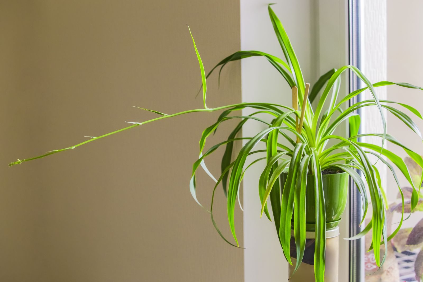 spider plant on plant stand