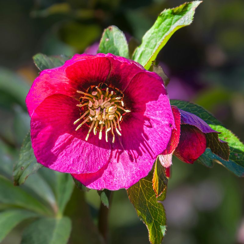 Bellevue Botanical Garden