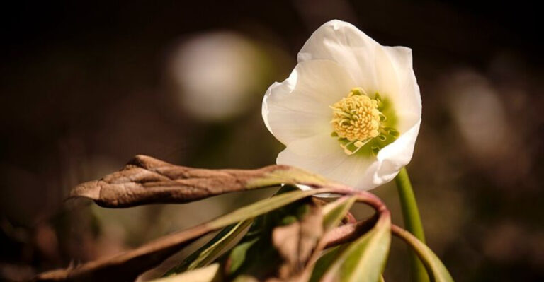 hellebore