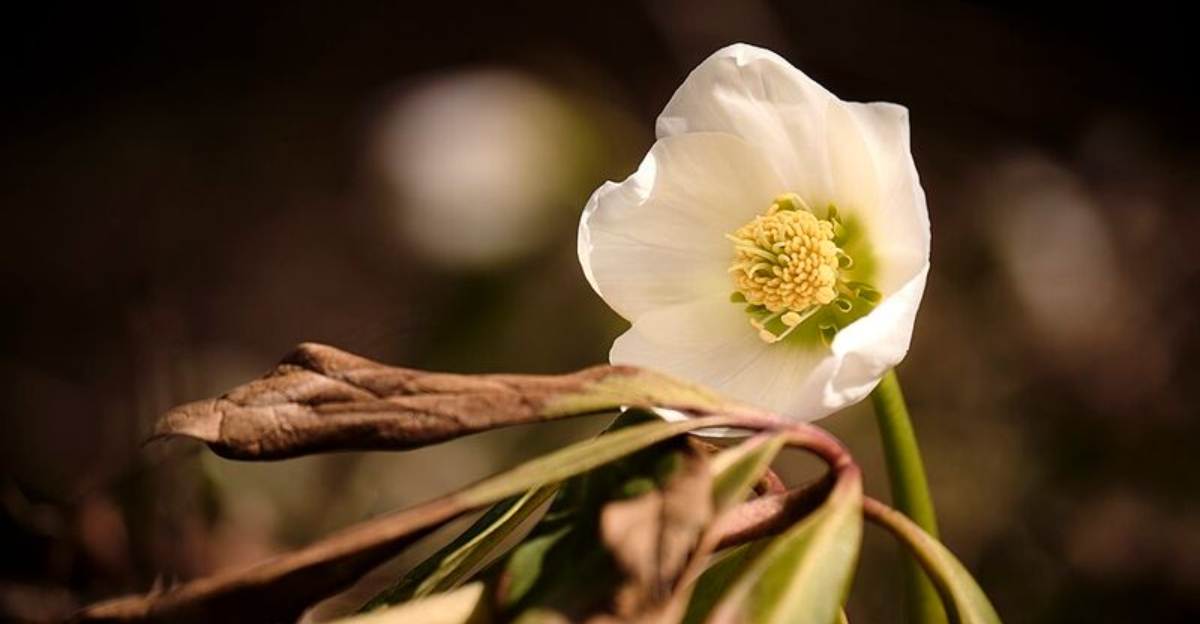 These Are The Best Places To See Hellebores And Winter Flowers In Washington