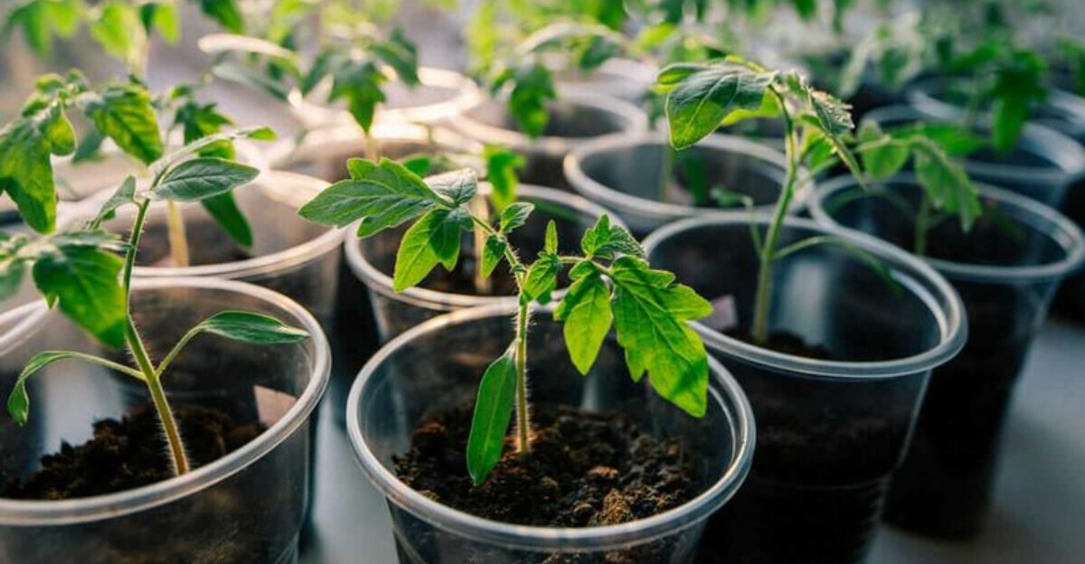 tomato seed starting