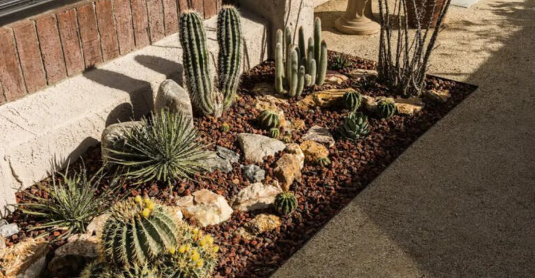 succulents and cacti garden