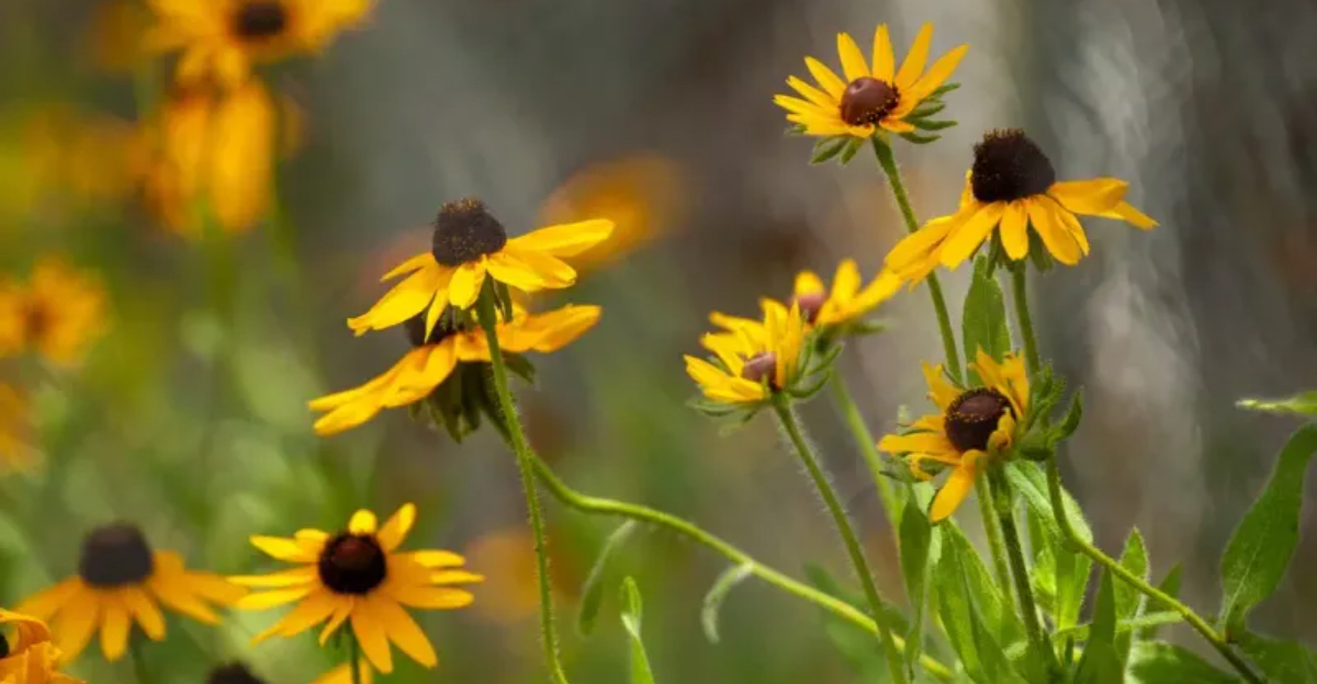 black-eyed susan